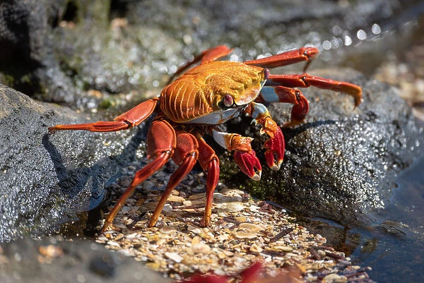 Sally lightfoot crab, GalAapagos Islands