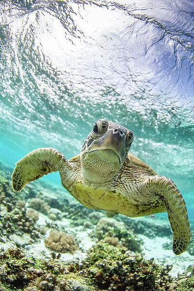 Sea Turtle swimming