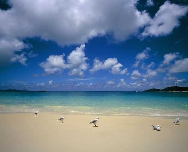 Seagulls on an idyllic beach, Australia