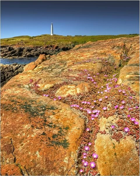 Spring-time blooms of Carpobrotus glaucescens, King Island, Bass Strait, Tasmania, Australia