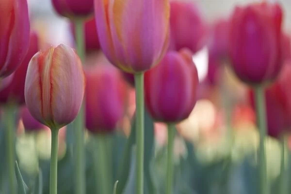 tulip fever