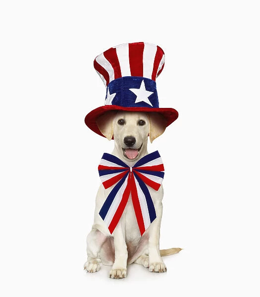 White Labrador Retriever wearing patriotic costume