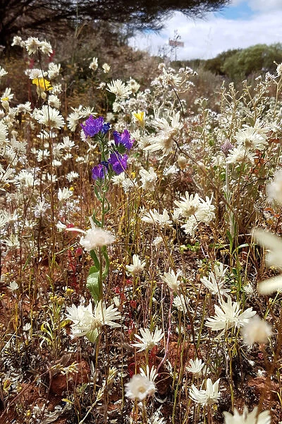 Wildflower Bliss