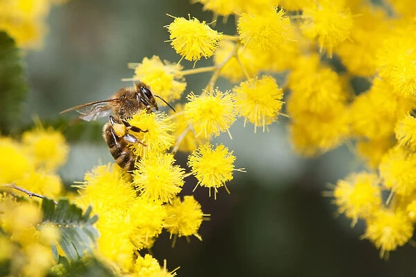 Wildlife. Bee collecting pollen from Australian Wattle tree