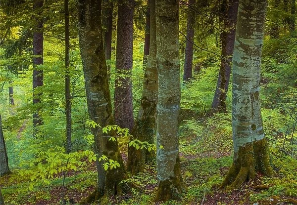 Woodlands, Neuschwantein, Bavaria, Germany