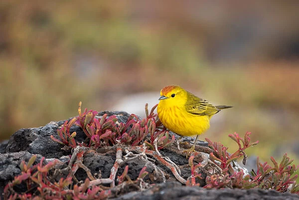 Yellow Warbler bird, GalAapagos Islands
