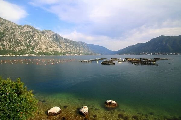 Aquaculture in the bay of Kotor, Montenegro
