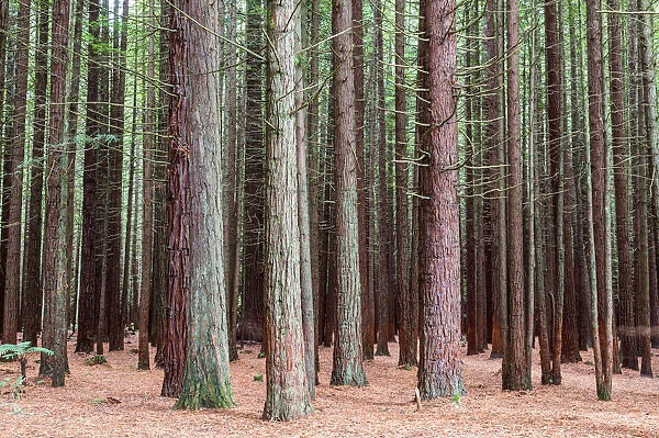 Giant californian coast redwoods forest, Rotorua, New Zealand