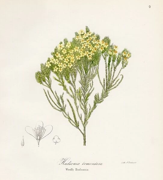 Woolly hudsonia botanical engraving 1843