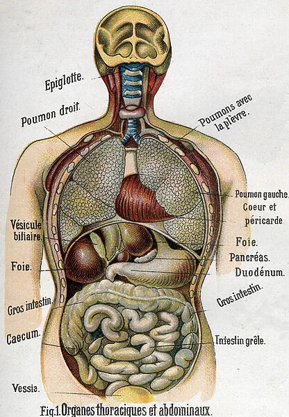 Anatomy: Chest and abdominal organ. (Bowel, liver, pancreas, lung etc
