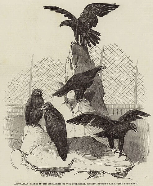 Australian Eagles in the Menagerie of the Zoological Society, Regents Park (engraving)