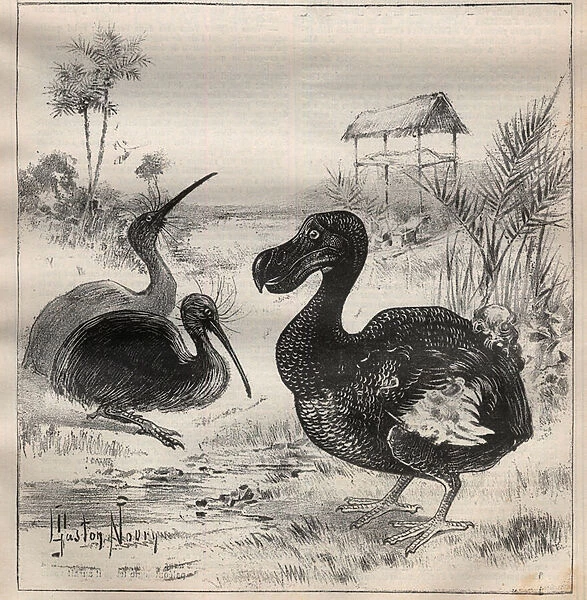 Birds that disappear: the dodo (or dronte) and the apteryx (or kiwi kiwi