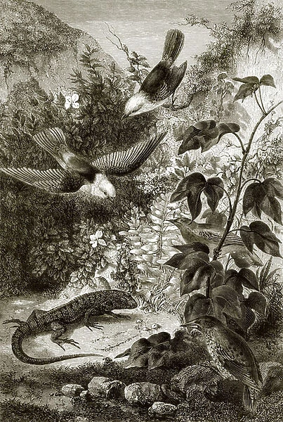 Birds, reptiles, and vegetation