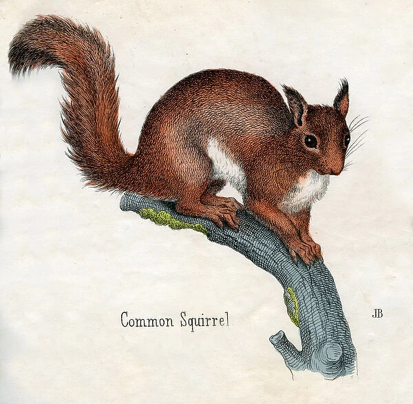 The Common Squirrel, 1859 (engraving)
