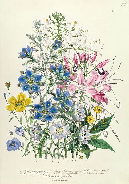 Cornflower, plate 15 from The Ladies Flower Garden, published 1842