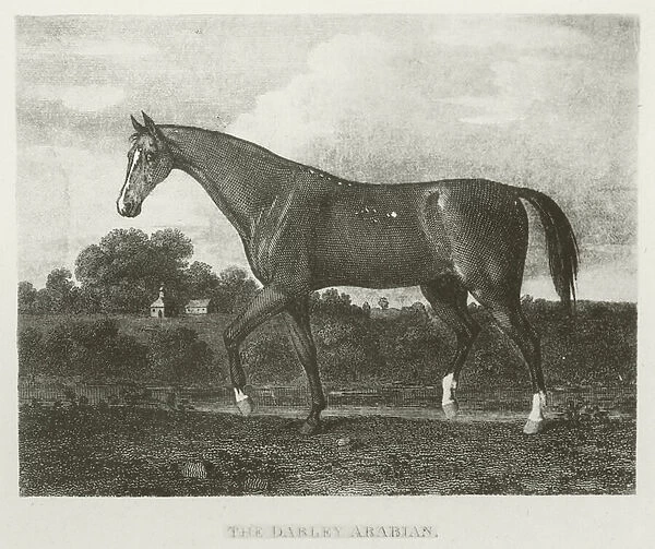 The Darley Arabian, foaled 1702 (b  /  w photo)
