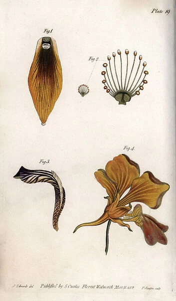 Detailed description of the stem and crown of the fritillary. Coloured copper engraving, illustration by Sydenham Edwards (1768-1819) for Conferences of Botanical, Botanical Garden of Lambeth (England), 1805, by William Curtis (1746-1799)