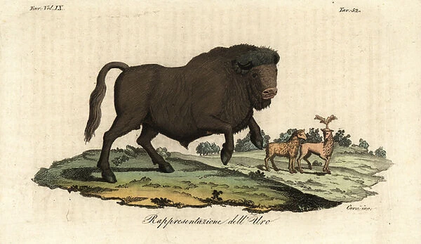 Extinct bull aurochs, Bos primigenius (handcoloured copperplate engraving)