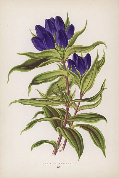 Gentiana Andrewsii (colour litho)