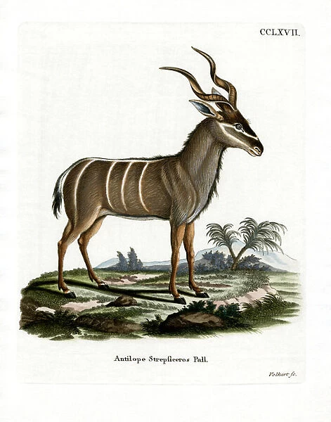 Greater Kudu (coloured engraving)