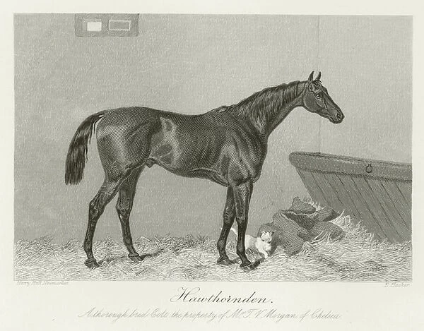 Hawthornden, foaled 1867 (b  /  w photo)