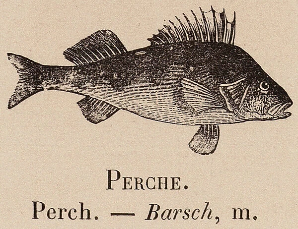 Le Vocabulaire Illustre: Perche; Perch; Barsch (engraving)
