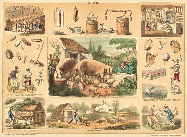 Pig (coloured engraving)