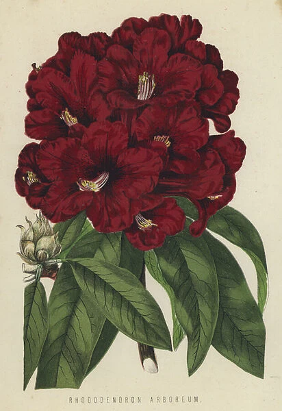 Rhododendron Arboreum (chromolitho)