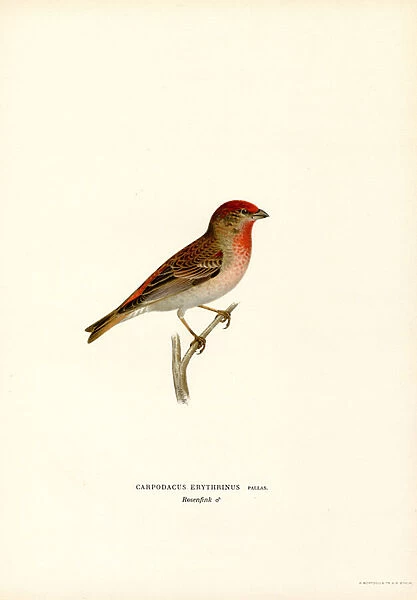 Rosefinch (colour litho)