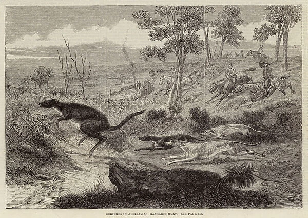 Sketches in Australia, Kangaroo Hunt (engraving)