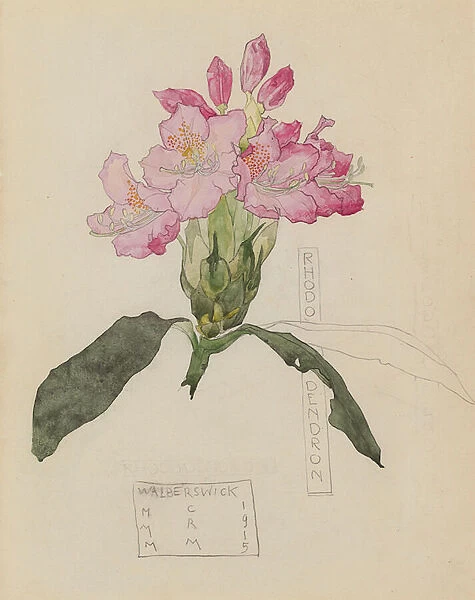 Study of a Rhododendron, 1915 (pencil and w  /  c on paper)