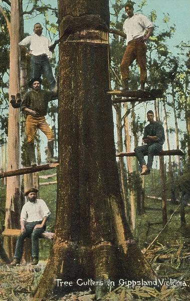 Tree cutters in Gippsland, Victoria, Australia (photo)