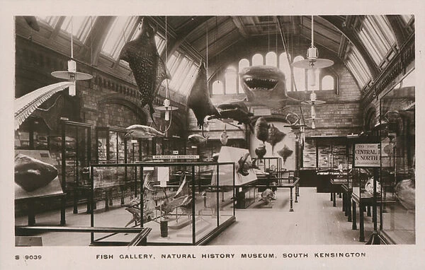 The Victoria & Albert Museum, South Kensington, London, fish gallery (photo)