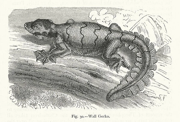 Wall Gecko (engraving)