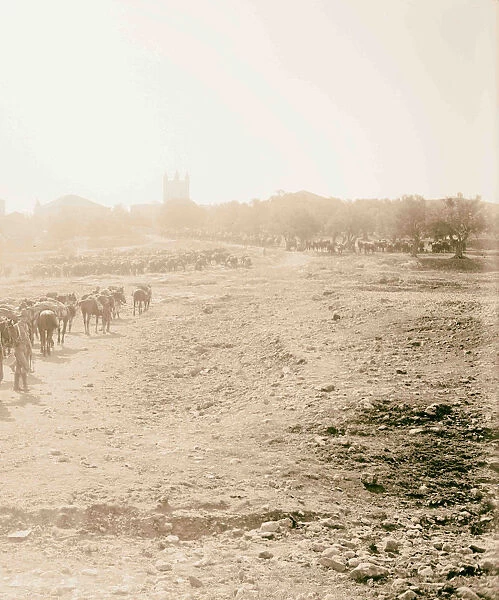 6th Australian light-horse regiment camped Sheikh Jarrah