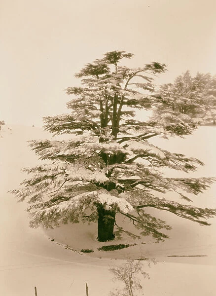 Cedars lone majestic giant snowed 1946 Lebanon
