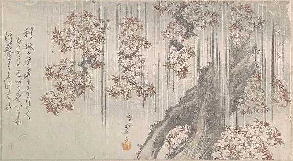 Cherry Blossoms Rain Edo period 1615-1868 19th century