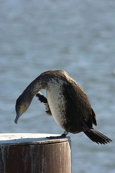 Great Cormorant with ring standing on pole Netherlands, Phalacrocorax carbo