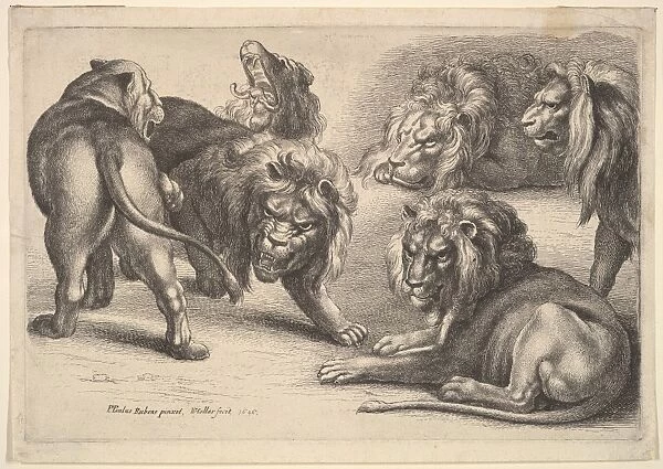 Five Lions Lioness 1646 Etching state Plate 5 1  /  2