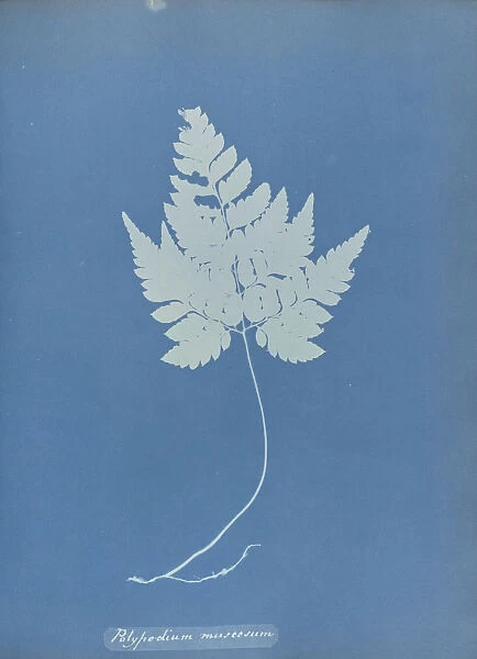 Polypodium muscosum Anna Atkins British 1799