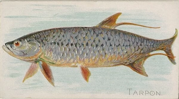 Tarpon Fish American Waters series N8 Allen & Ginter Cigarettes Brands