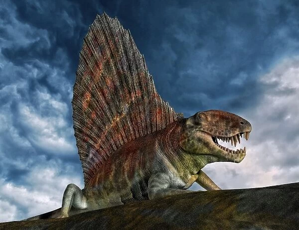 Dimetrodon was an extinct genus of synapsid from th Early Permian period