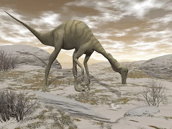 Gallimimus dinosaur discovering eggs in the desert