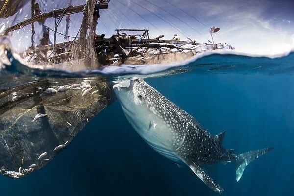 A large whale shark siphoning water from under a bagan in Indonesia
