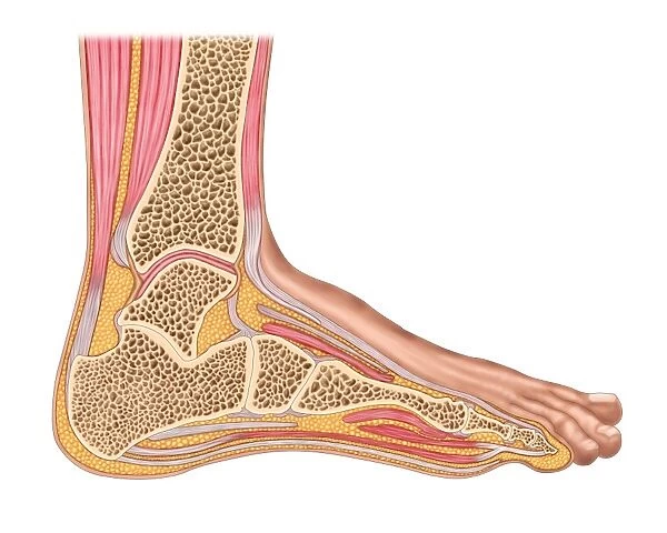 Longitudinal section of human foot in a sagittal plane