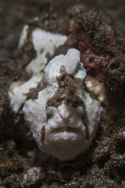A painted frogfish blends into its environment