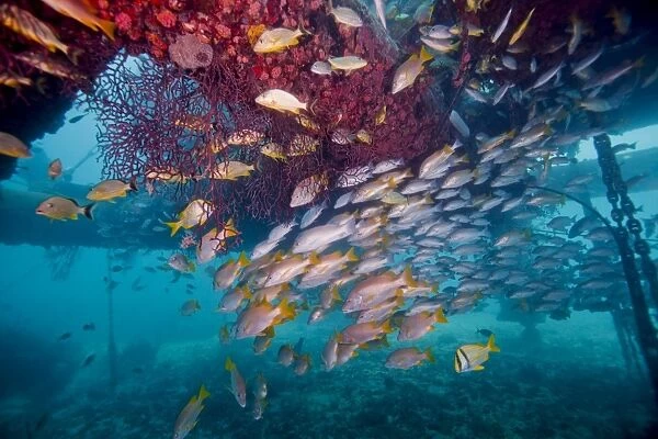 Schools of Gray Snapper, Yellowtail Snapper and Bluestripe Grunt fish