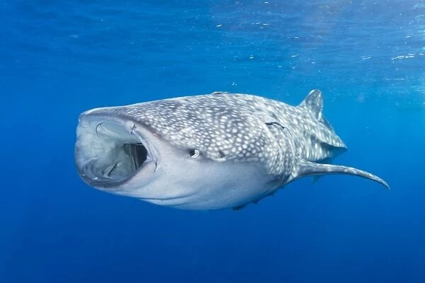 Whale shark descending to the depths with mouth wide open