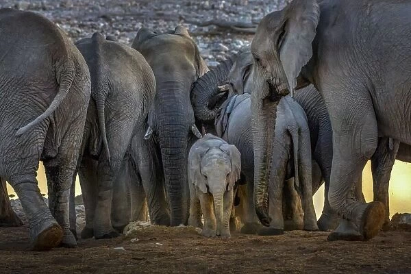 The Baby Elephant and the Elephants Family