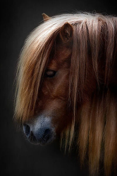 pony shetland portrait